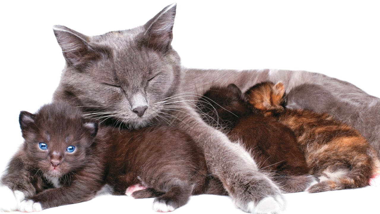 El proceso de apareamiento debe realizarse por lo menos durante tres días consecutivos para asegurar la preñez.