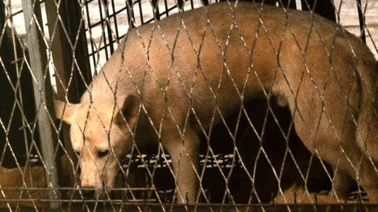 Los perros son vendidos para cría o el consumo de carne. Foto: ONG Lady Freethinker.