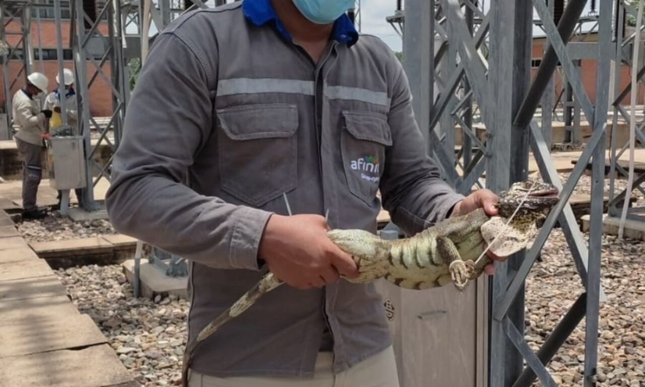 Los animales son entregados a los centros de atención y valoración de fauna silvestre de la respectiva corporación autónoma regional