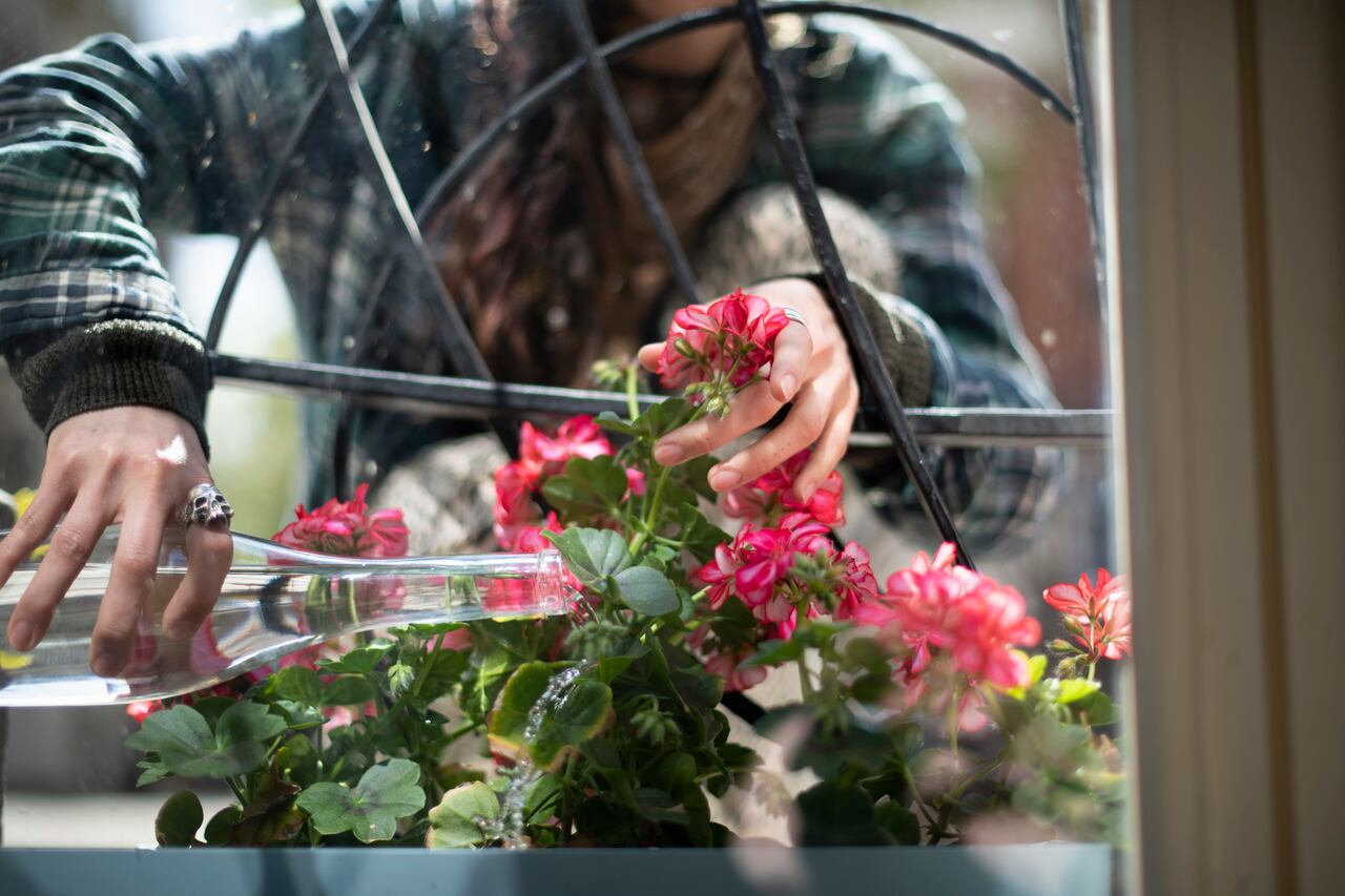 Expertos en horticultura han destacado la importancia del abono líquido para garantizar un crecimiento saludable y una floración abundante en los geranios, resaltando sus beneficios únicos para estas plantas.
