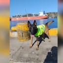 Kenia, era una perra antinarcóticos que fue envenenada por la mafia en la costa caribe.