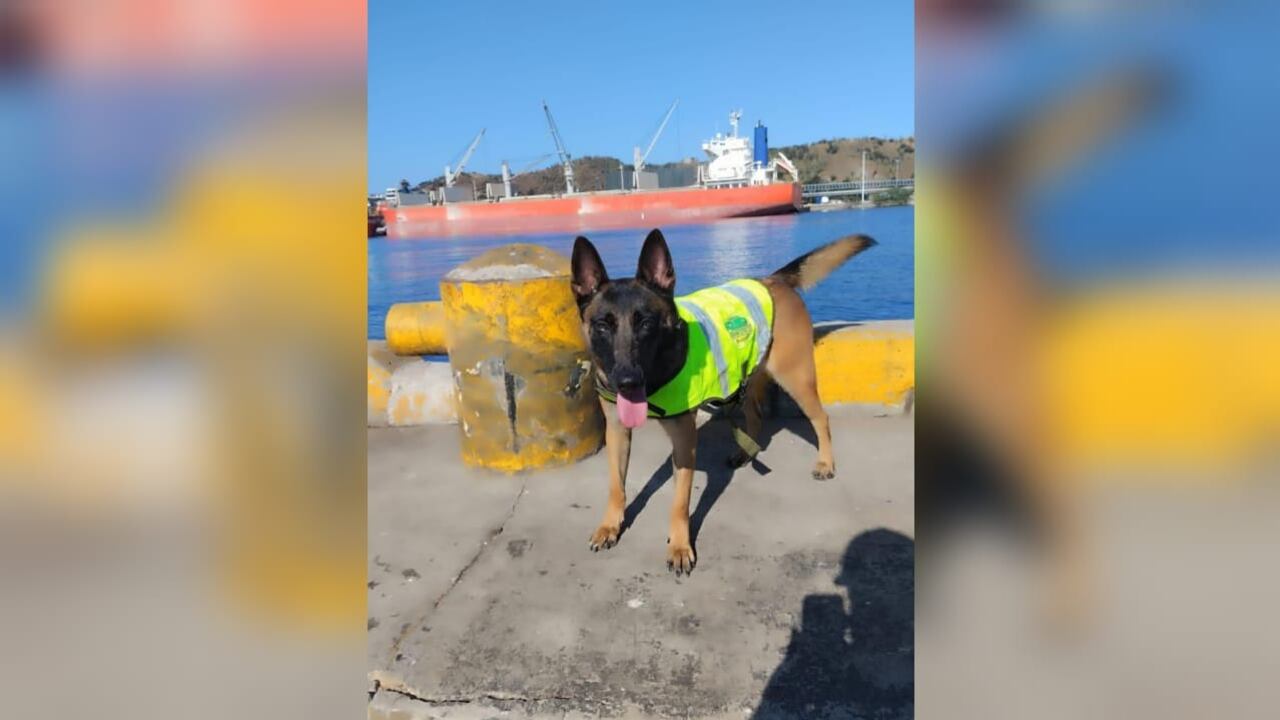 Kenia, la perra antinarcóticos que fue envenenada por la mafia en la costa Caribe.