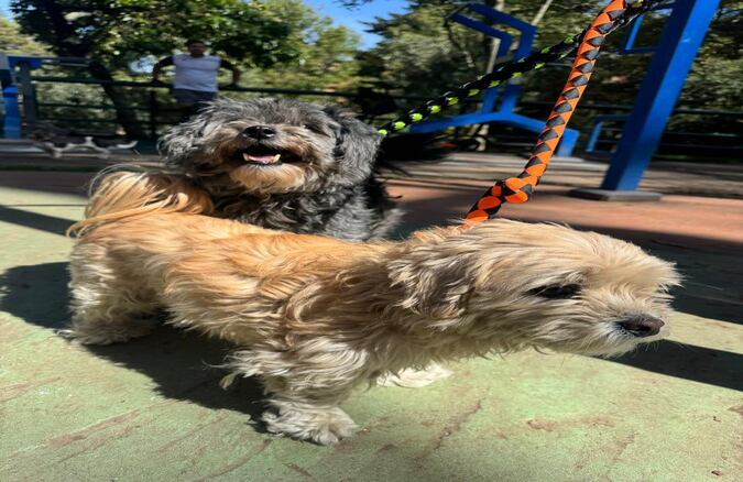 La ciudadanía encontró a estos dos perros en la ciudad de Bogotá; se busca a sus dueños - X (@AnimalesBOG)