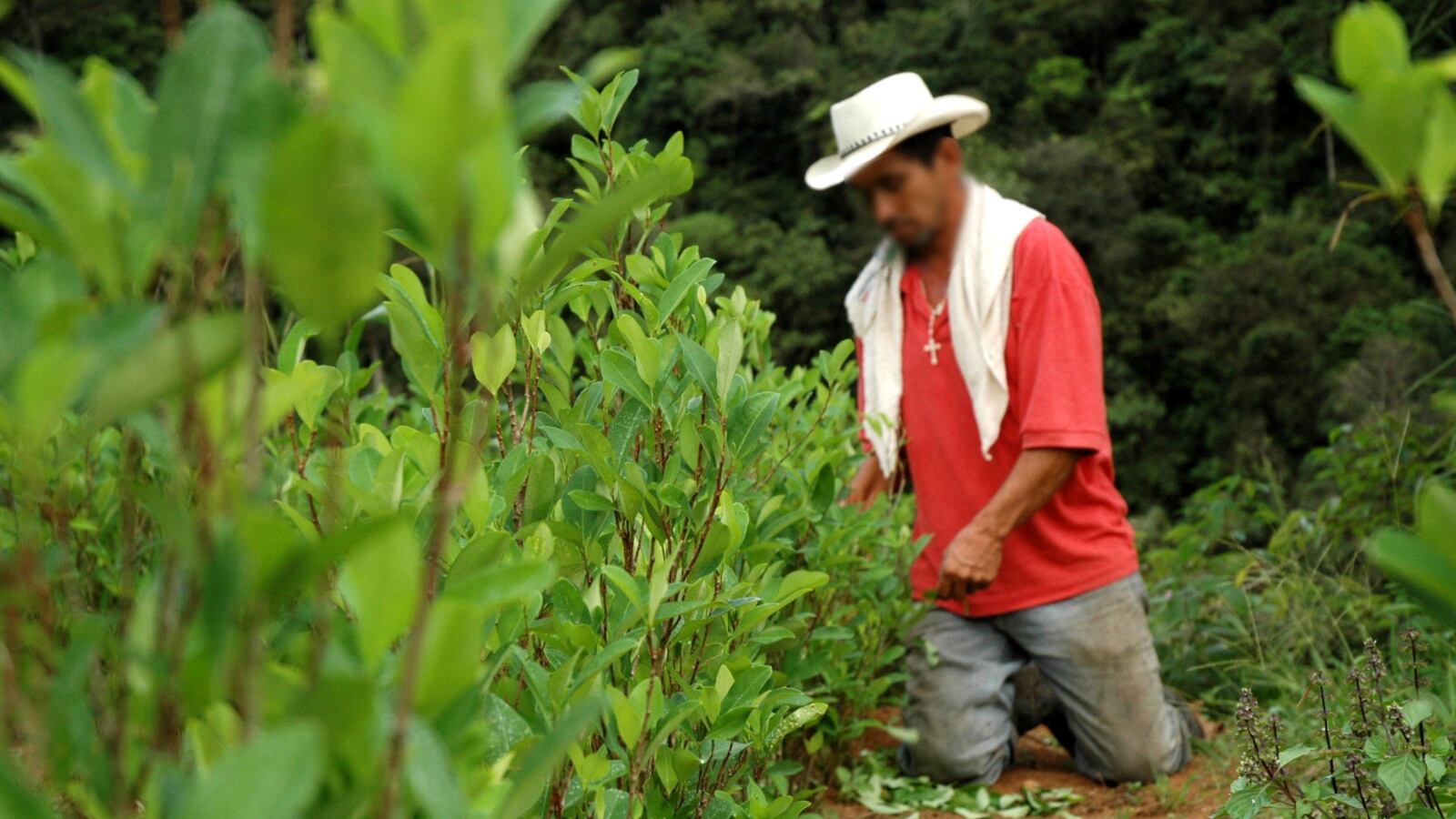 Los predios serán entregados a campesinos en Simijaca, Cundinamarca,  para proyectos productivos de agricultura y ganadería.