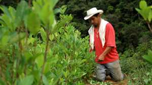 En Vista Hermosa, Puerto Rico y Briceño la erradicación voluntaria avanza, pero piden más celeridad en la puesta en marcha de los proyectos productivos.