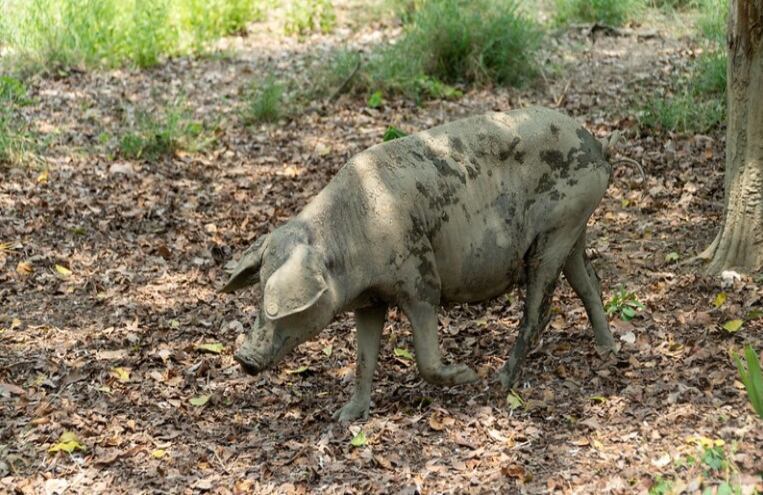 El departamento reafirma su potencial para convertirse en un centro de producción nacional.