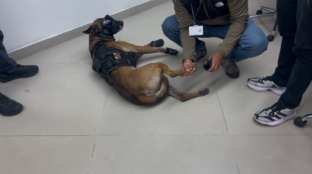 Momento en el que el guía de Fredy le pone los zapatos para evitar lesiones en sus patas.