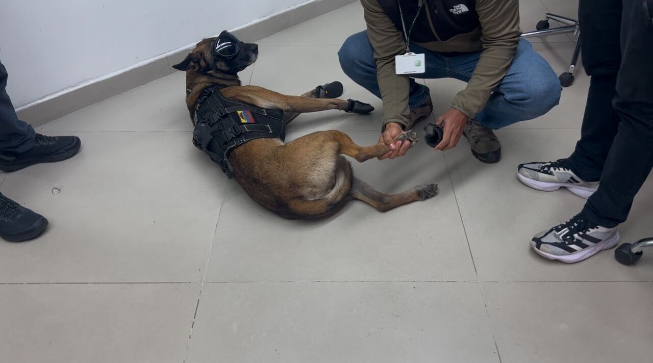 Momento en el que el guía de Fredy le pone los zapatos para evitar lesiones en sus patas.