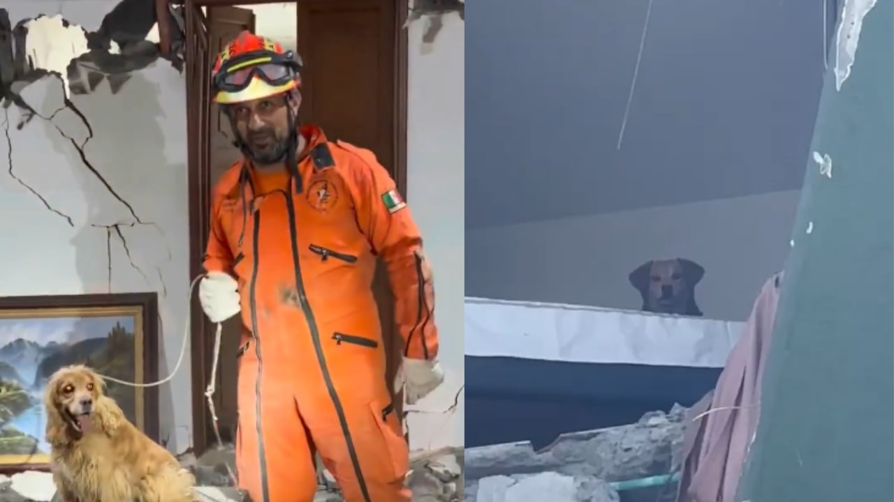 Diferentes cuerpos de bomberos y rescatistas se dedican a buscar vida bajo los escombros.