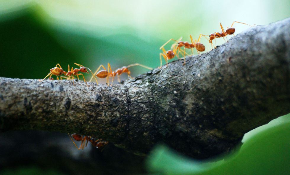 Hormigas