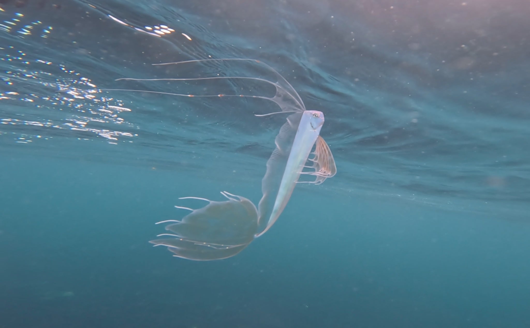La aparición de un pez de aguas profundas cerca de la costa despertó nuevas preguntas entre investigadores marinos.