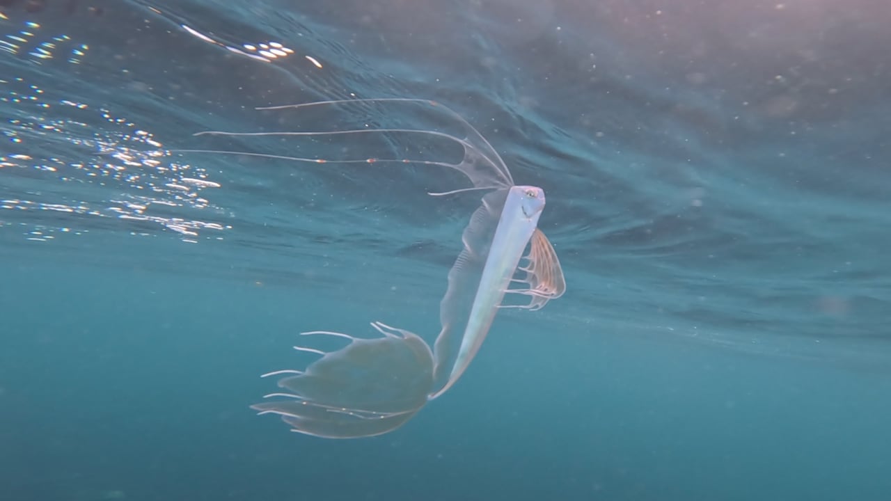 A solo unos metros de la superficie, una especie propia de las profundidades quedó registrada en una imagen poco común.