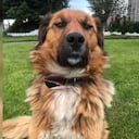 Brownie es la mascota del presidente electo de Chile Gabriel Boric, quien le creó su cuenta de Instagram. Foto Instagram @brownie_presidencial