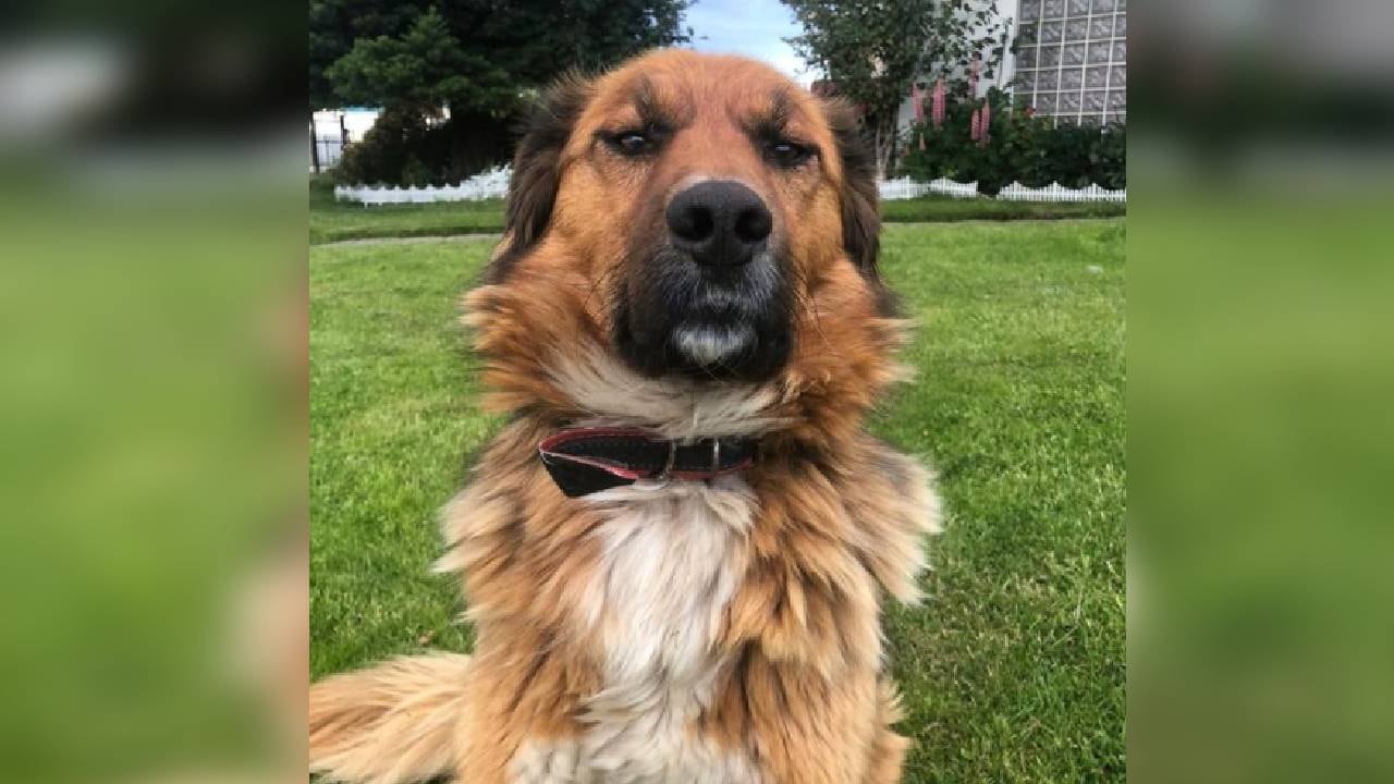 Brownie es la mascota del presidente electo de Chile Gabriel Boric, quien le creó una cuenta en Instagram. Foto Instagram @brownie_presidencial