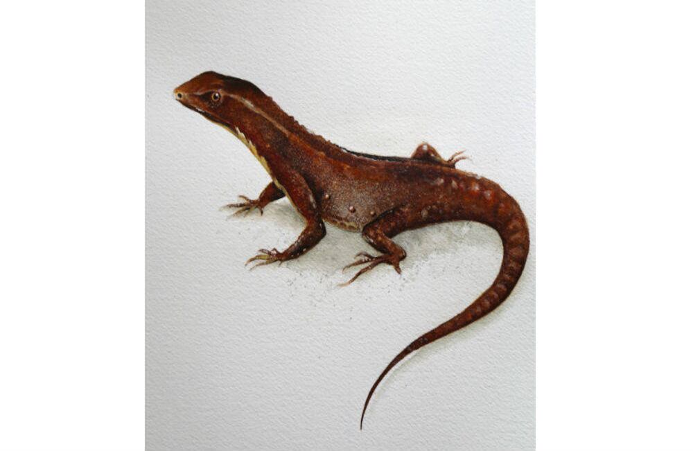 Gelanesaurus pax. Del latín pax que significa paz. Se nombra en relación a que la especie fue descubierta en una región que era dominada por las FARC y que, gracias al proceso de paz, se ha vuelto accesible a la investigación de la biodiversidad. Esta especie hace parte del grupo de los reptiles.