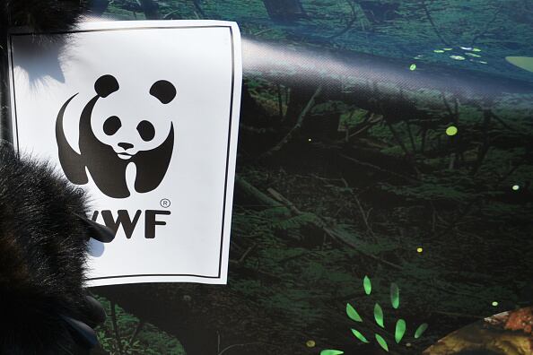 WWF ya fue clasificada en marzo como “agente extranjero” por Moscú, una etiqueta que complicaba seriamente su actividad. (Photo credit should read GREGOR FISCHER/DPA/AFP via Getty Images)