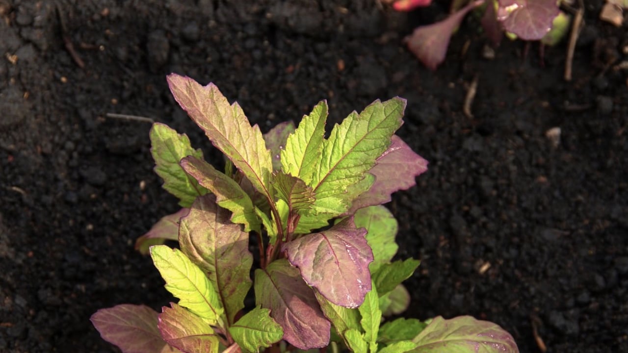 El epazote está teniendo auge, sobre todo en la práctica de rituales.