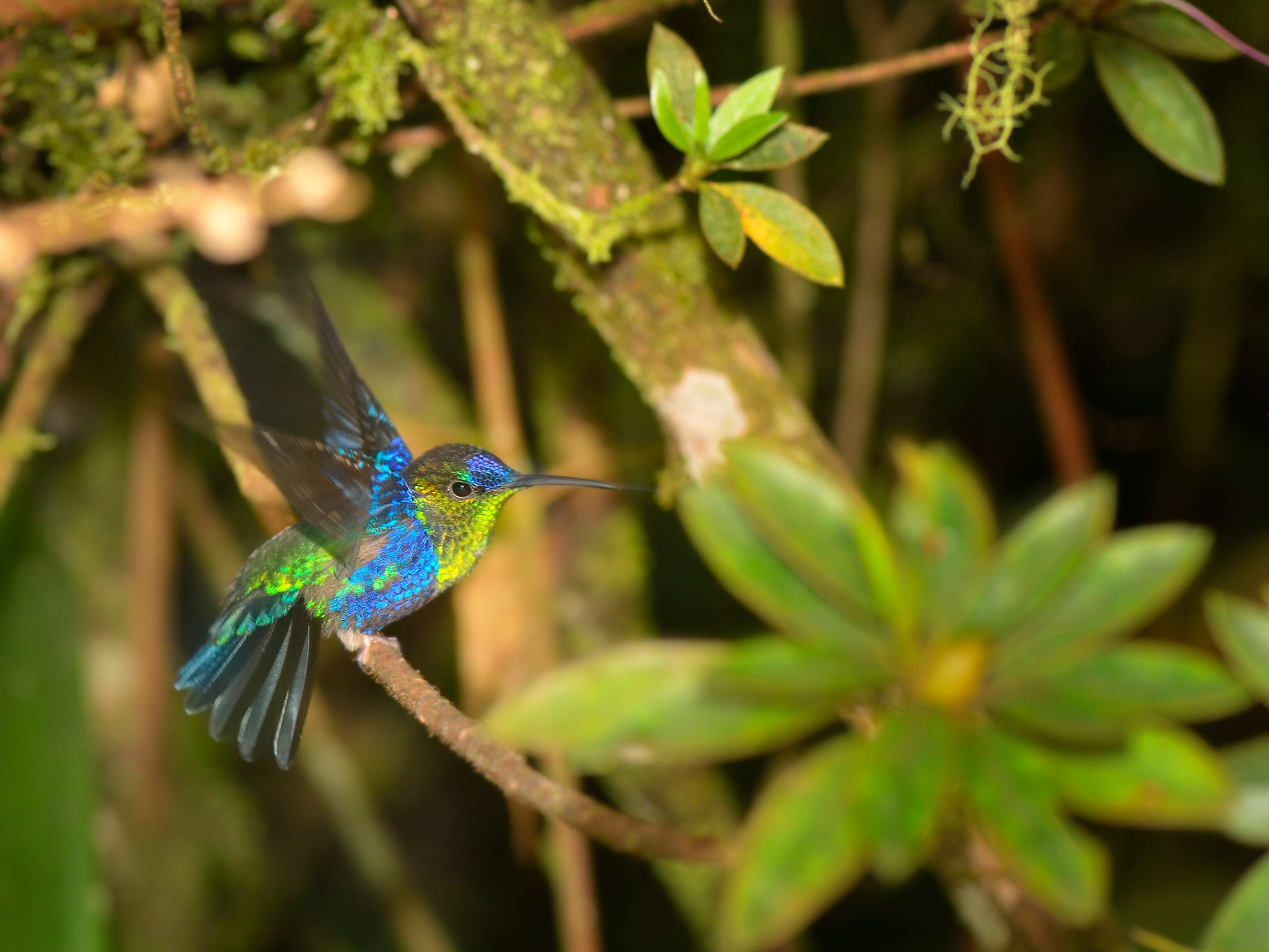 Ninfa masculina coronada de violeta (Thalurania colombica) moviendo sus alas, en El Dorado Lodge cerca de Santa Marta, Colombia.