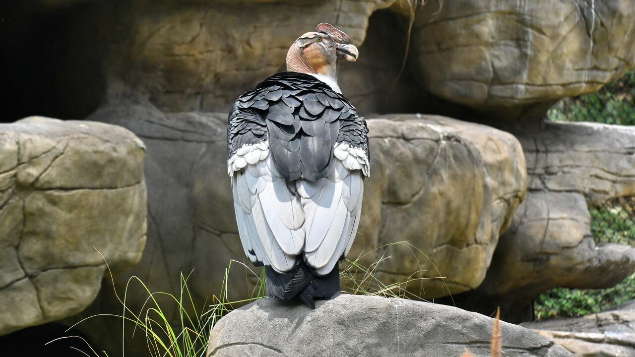 El Zoológico de Cali lidera ‘Por el camino de Los Andes’, un espacio de 3000 metros cuadrados en los que se recrean los diferentes hábitat de la cordillera de Los Andes.