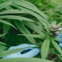 La exportación de flor seca traerá múltiples beneficios a la industria del cannabis medicinal colombiana.