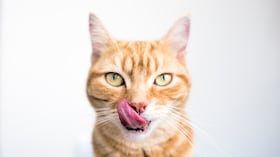 Gato pelirrojo mirando a la cámara y lamiéndose la boca con una larga lengua rosada.