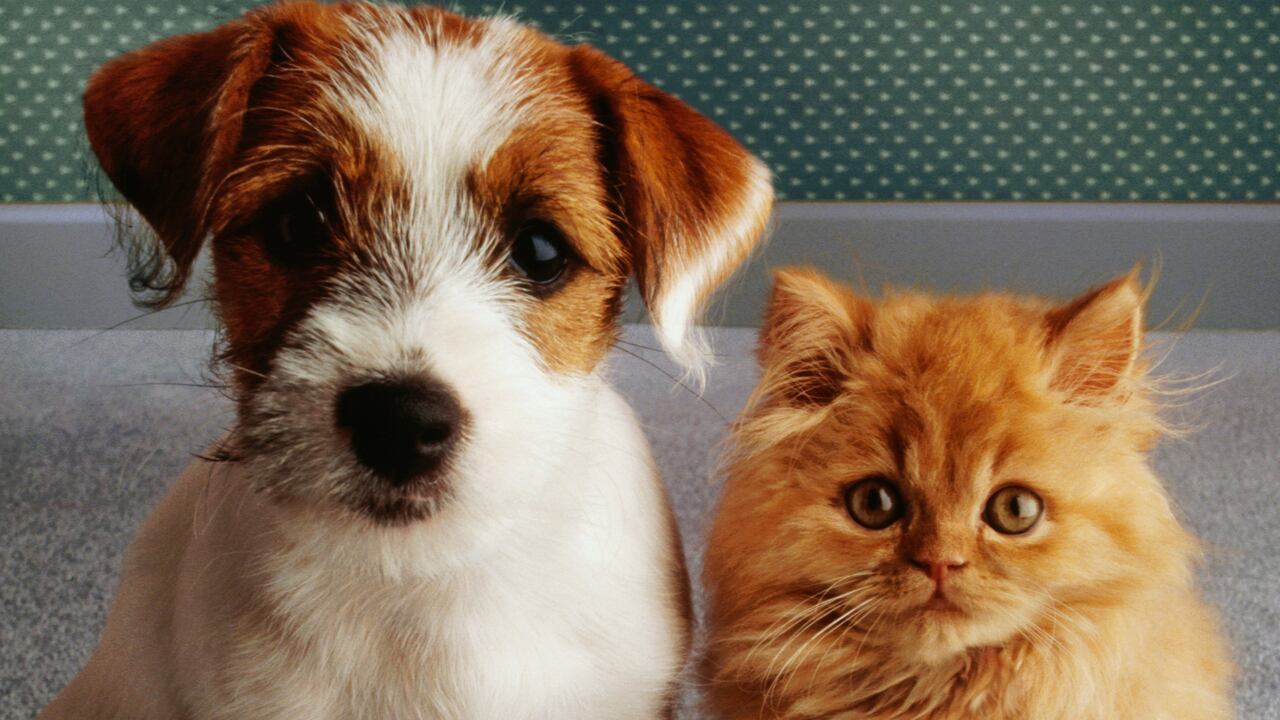 Perros y gatos. Imagen de referencia.