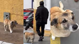 El Mono, un perrito conocido por su labor como guía turístico en Sevilla, Valle del Cauca.