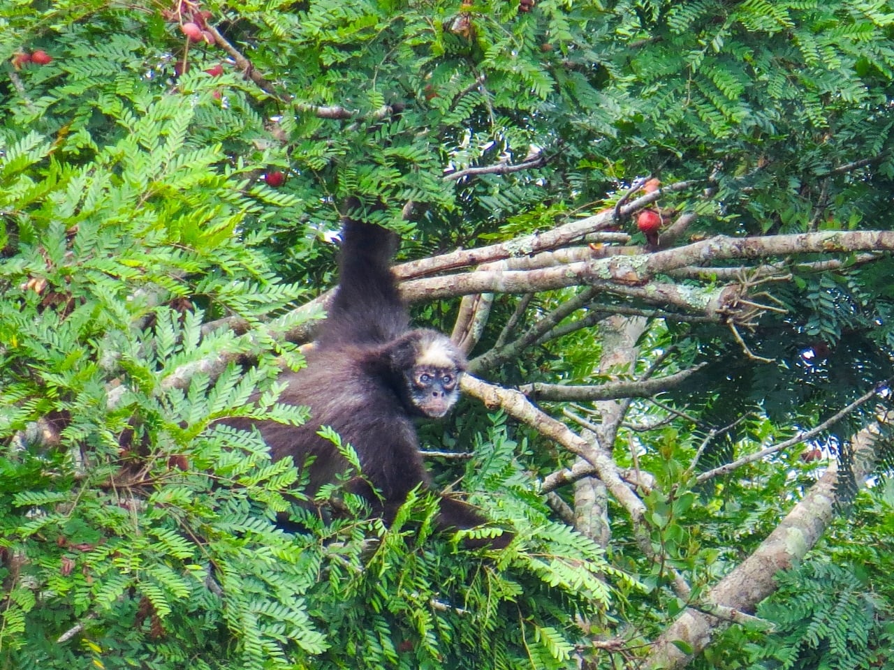 Primates registrados en Ciénaga de la Tortuga en Caldas