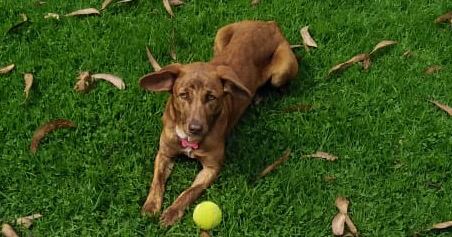 Un hombre dejó escapar a Mara y no da detalles sobre su paradero, ¿la ha visto?