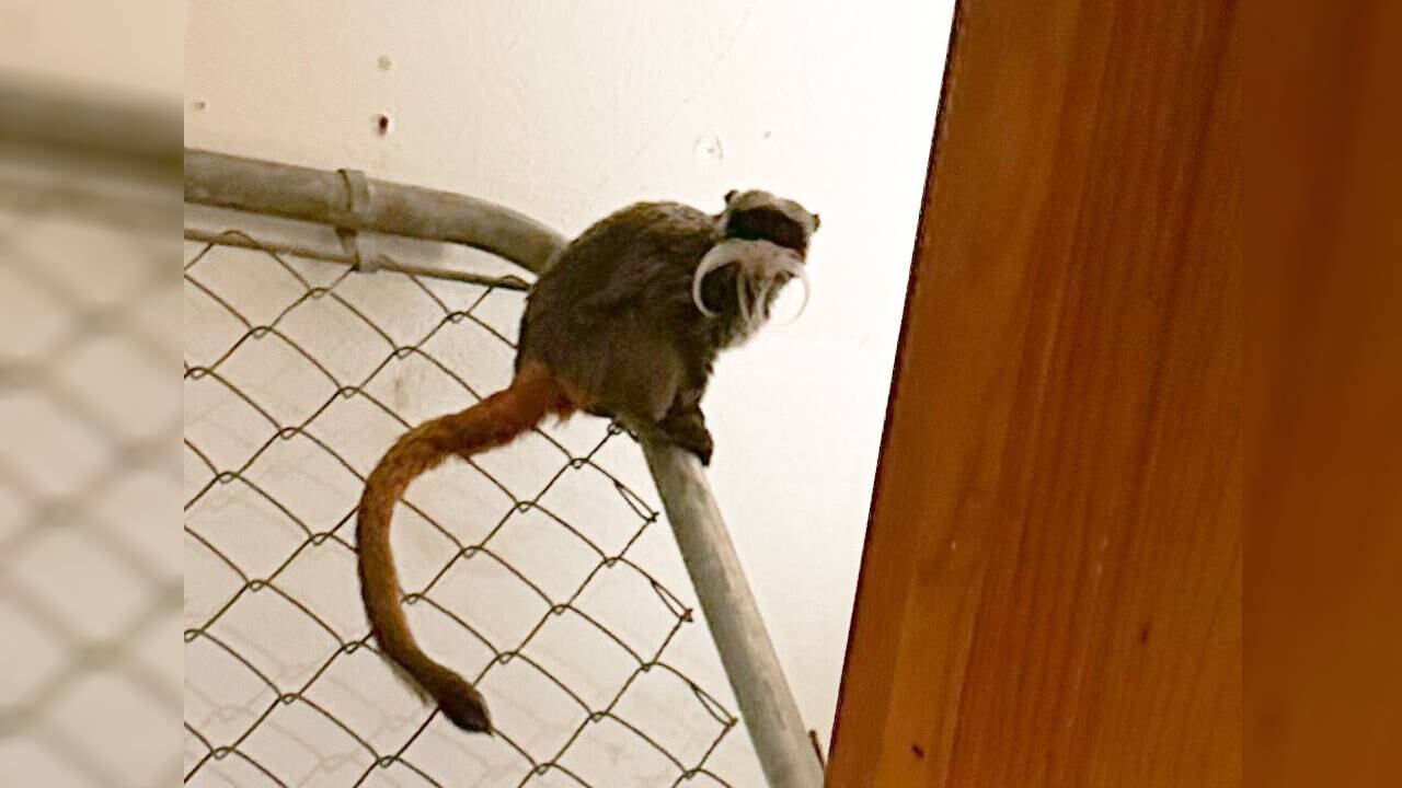 Los animales fueron hallados en una vivienda abandonada.