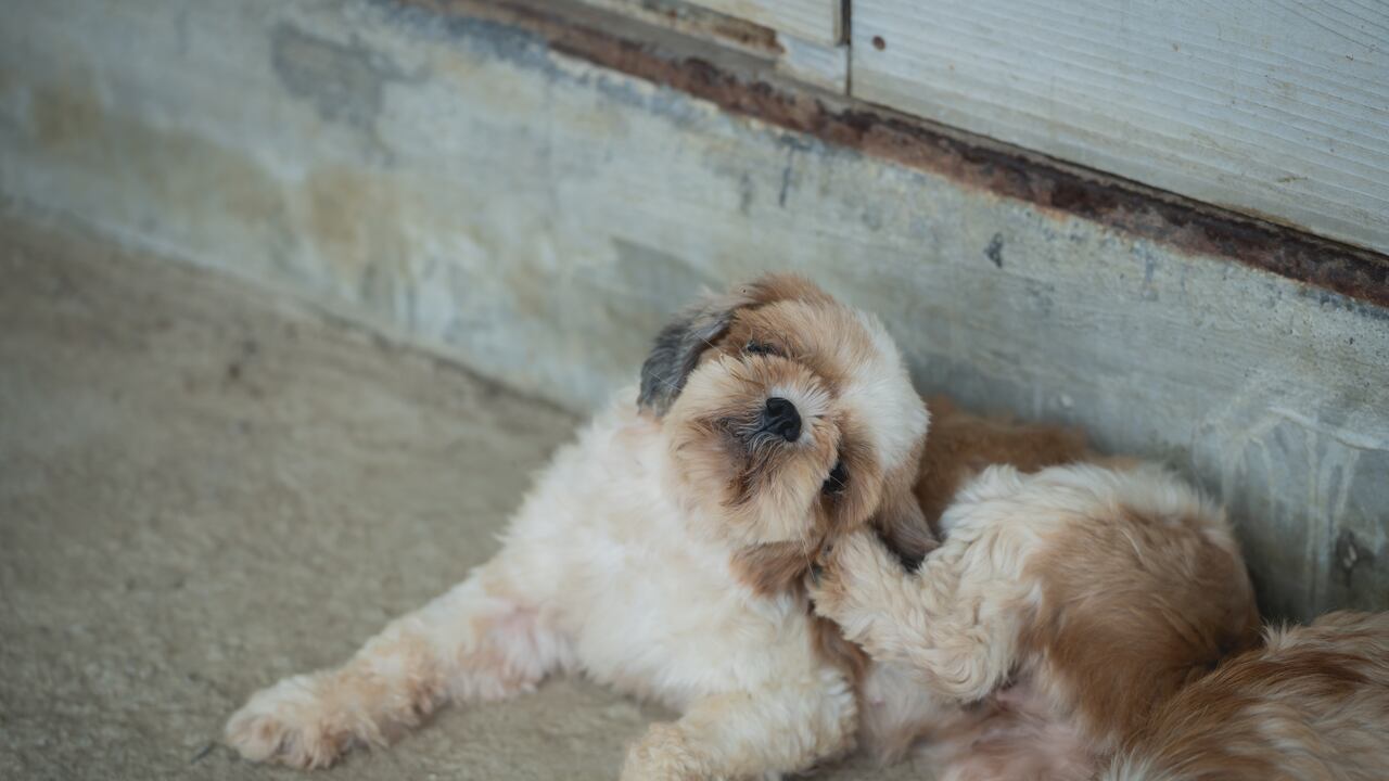 Un hombre en Londres fue condenado tras dejar infestar de pulgas a su perro. El animal tuvo que ser sacrificado. (Imagen de referencia).
