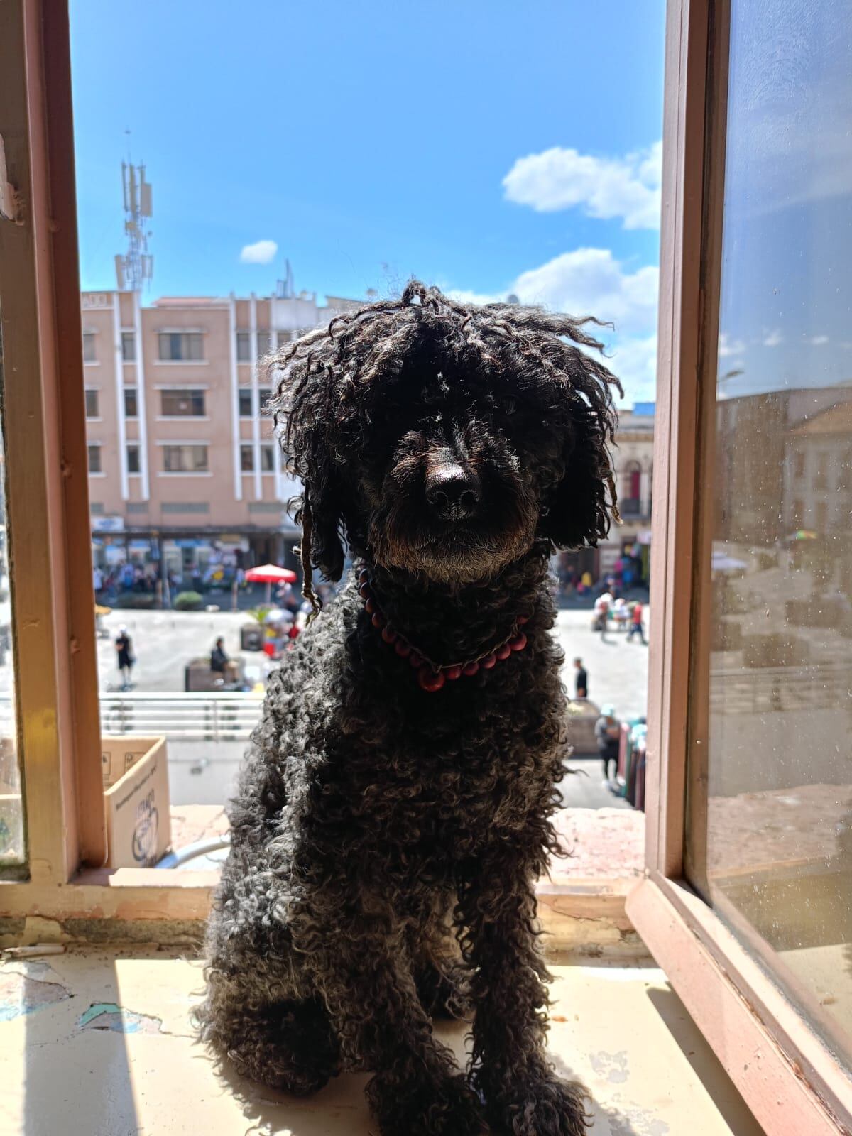 Hueso perrito desaparecido