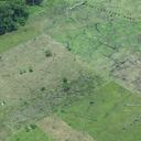 La motosierra sigue gobernando en la Amazonia colombiana. Foto: Rodrigo Botero | Trágico: Deforestación aumentó 83% en Meta, Guaviare y Caquetá | Noticias hoy