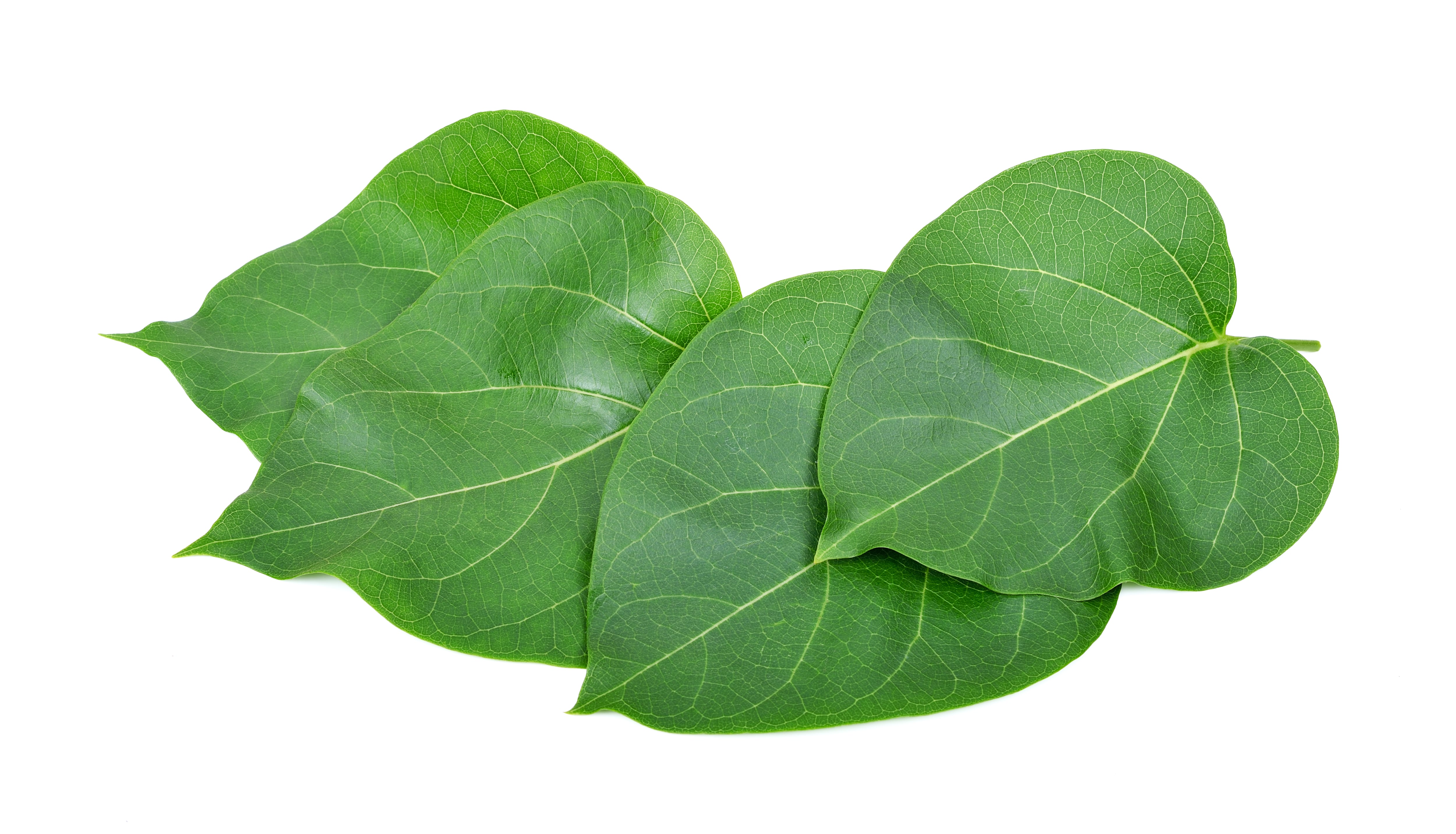 La gymnema es beneficiosa para la salud de los diabéticos.