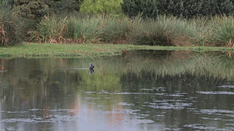 Hasta el 10 de octubre estarán abiertas las inscripciones para el Reto
Guardianes Ambientales 2021.