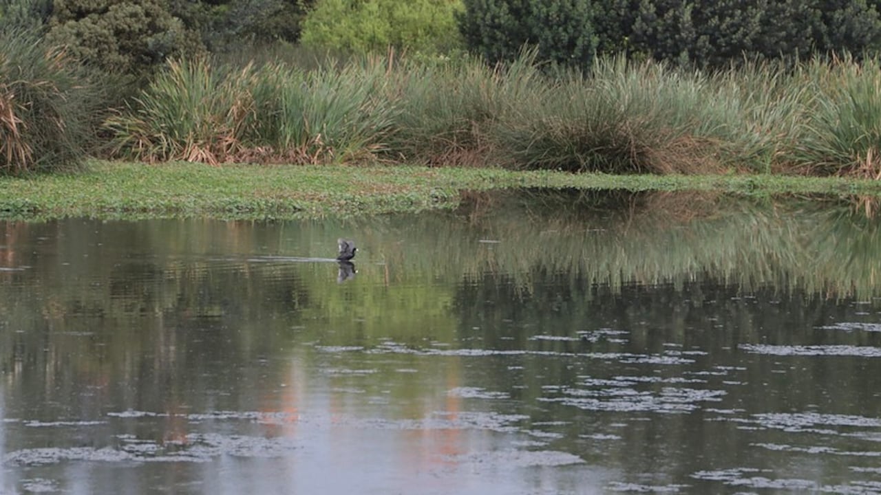 Las inscripciones para el Reto Guardianes Ambientales 2021 estarán abiertas hasta el 10 de octubre. Foto: Empresa de Acueducto y Alcantarillado de Bogotá