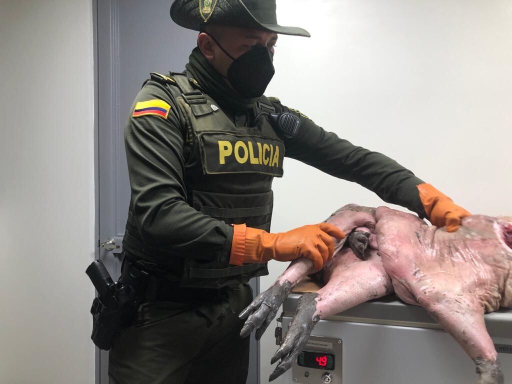 Desarticulan red de tráfico ilegal de chigüiros