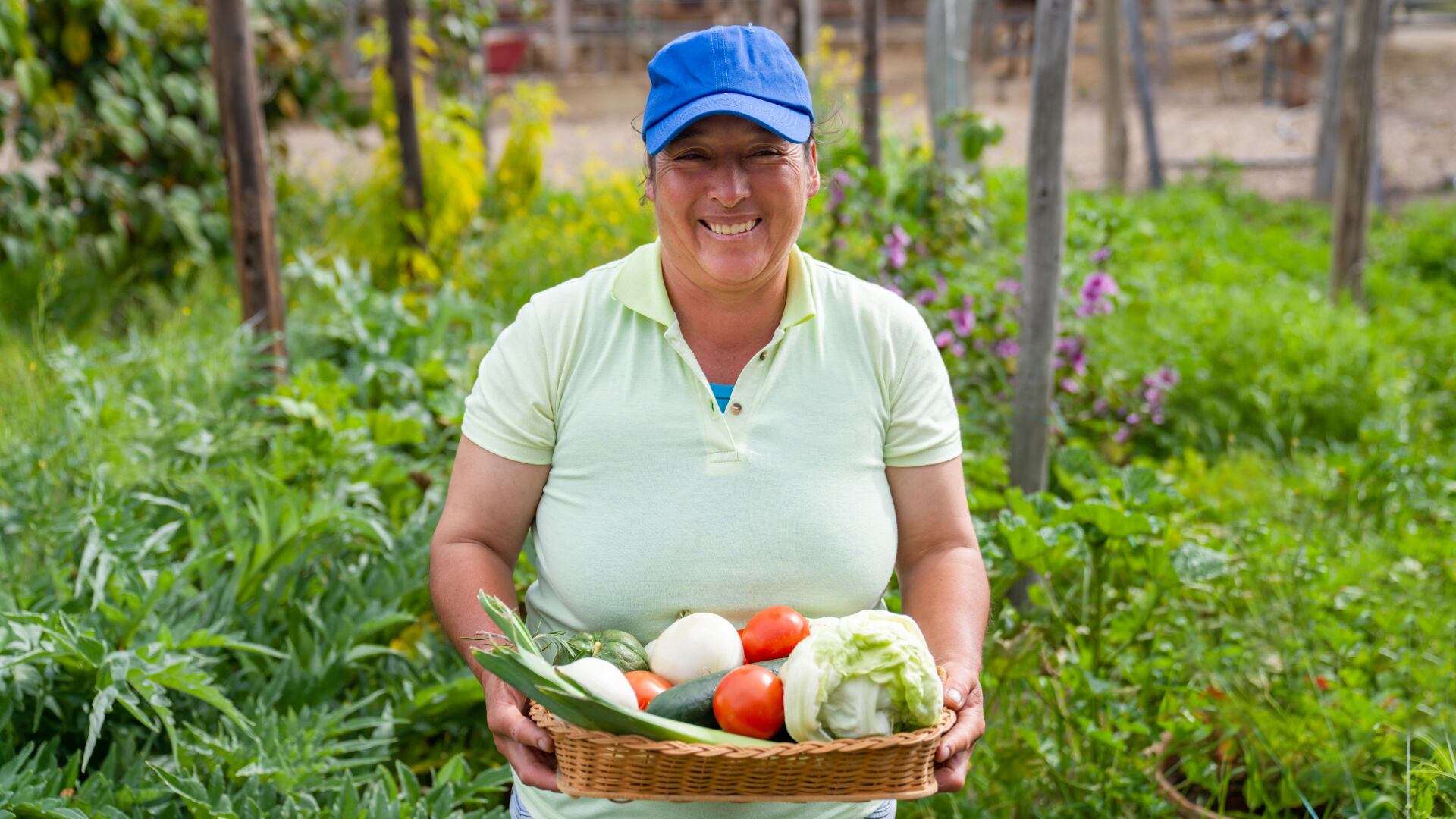 La mujeres trabajan por recuperar la huerta casera, retomar las chagras, término adoptado por los campesinos que viene del idioma indígena.