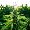 La internacionalización de la flor seca de cannabis podría tomar entre uno a tres años en consolidarse.