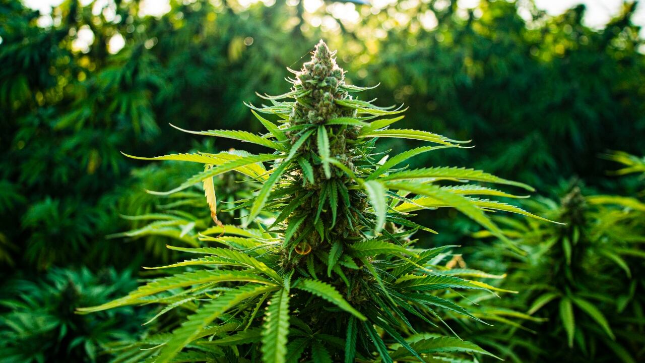 La internacionalización de la flor seca de cannabis podría tomar entre uno a tres años en consolidarse.