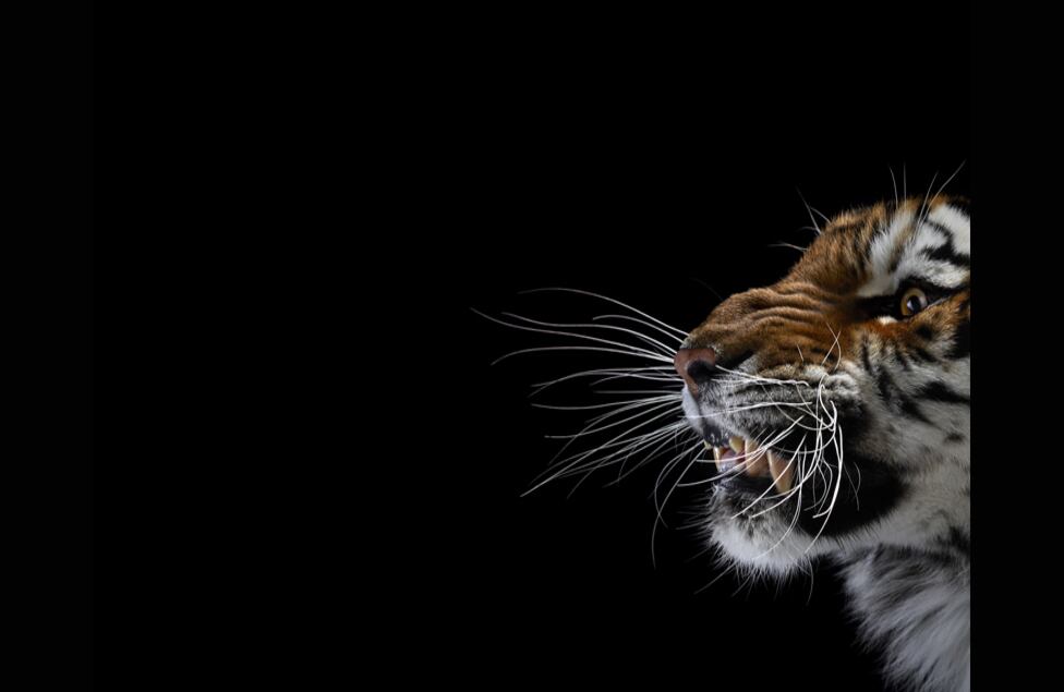 Las fotos de Wilson pertenecen a la muestra "Affinity" ("Afinidad"), que puede verse en la galería británica hasta diciembre.
