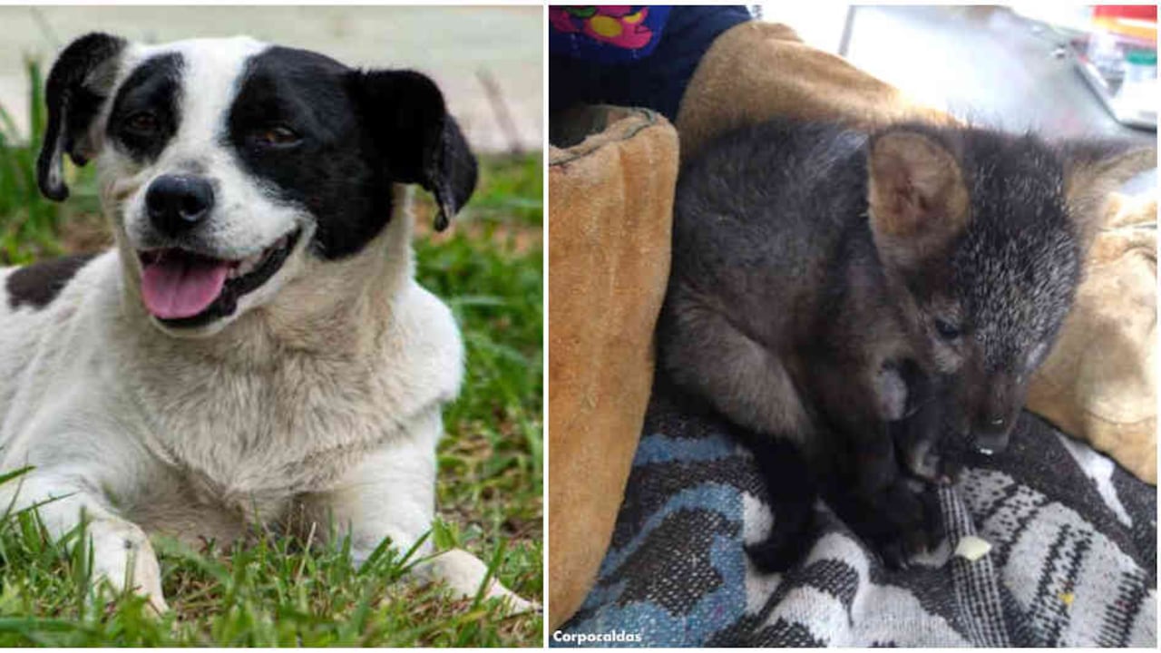 Fotos: CAR y Corpocaldas