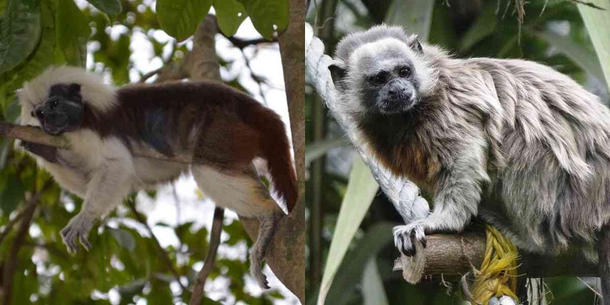 Animales como los primates, que dependen de la copa de los árboles para sobrevivir, pueden perder hasta el 50 % de su hábitat a finales del siglo XXI.