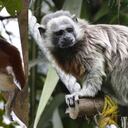 Animales como los primates, que dependen de la copa de los árboles para sobrevivir, pueden perder hasta el 50 % de su hábitat a finales del siglo XXI.