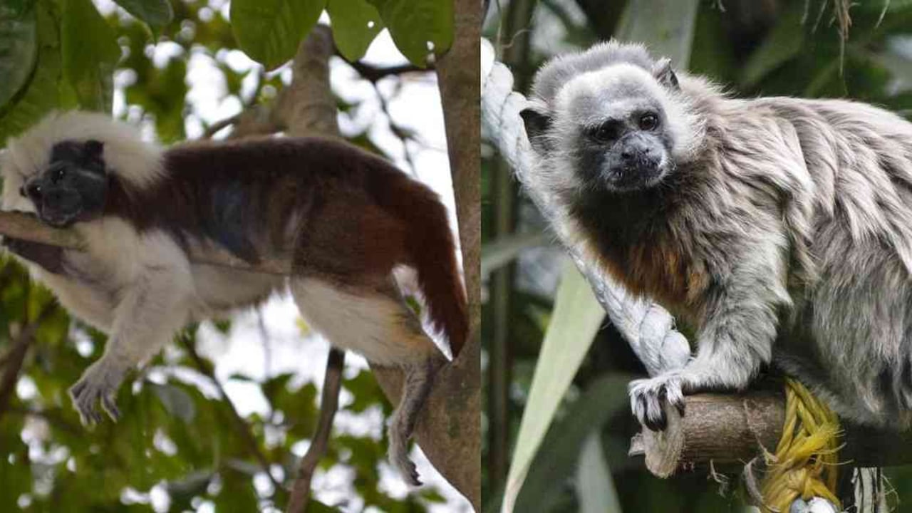 Animales como los primates, que dependen de la copa de los árboles para sobrevivir, pueden perder hasta el 50 % de su hábitat a finales del siglo XXI.