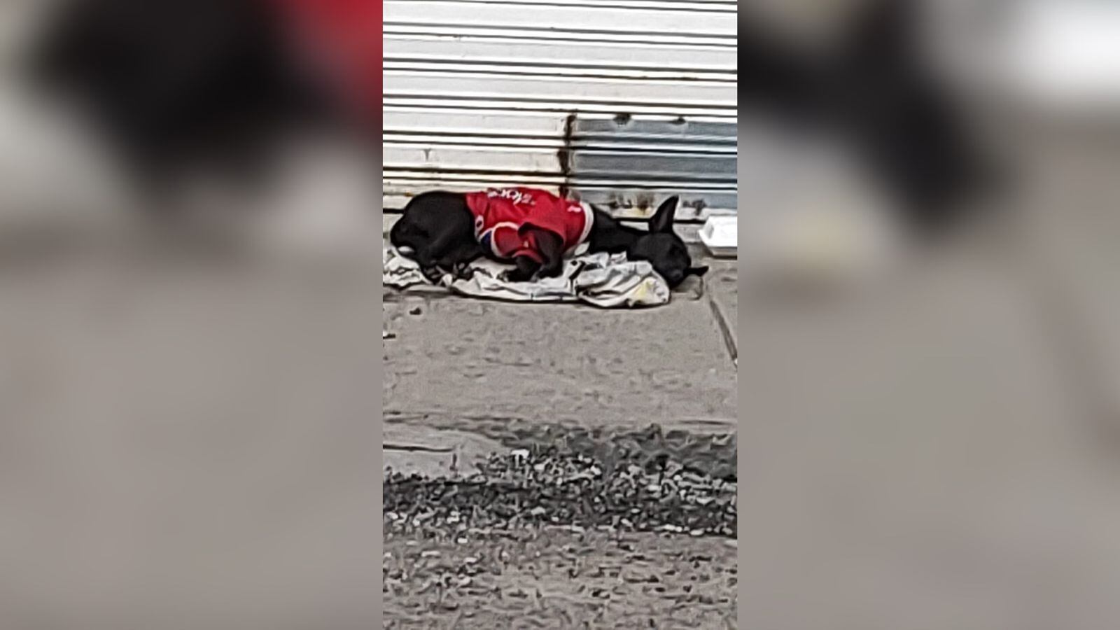 Al perro lo visten con prendas del América de Cali.