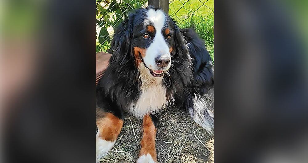   Por información que ayude a ubicar a Kiara, su dueño ofrece 5 millones de pesos. Dice que, si alguien la tiene en su poder, no habrá retaliaciones judiciales porque solo piensa en recuperarla.