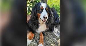 Por información que ayude a ubicar a Kiara, su dueño ofrece 5 millones de pesos. Dice que, si alguien la tiene en su poder, no habrá retaliaciones judiciales porque solo piensa en recuperarla.