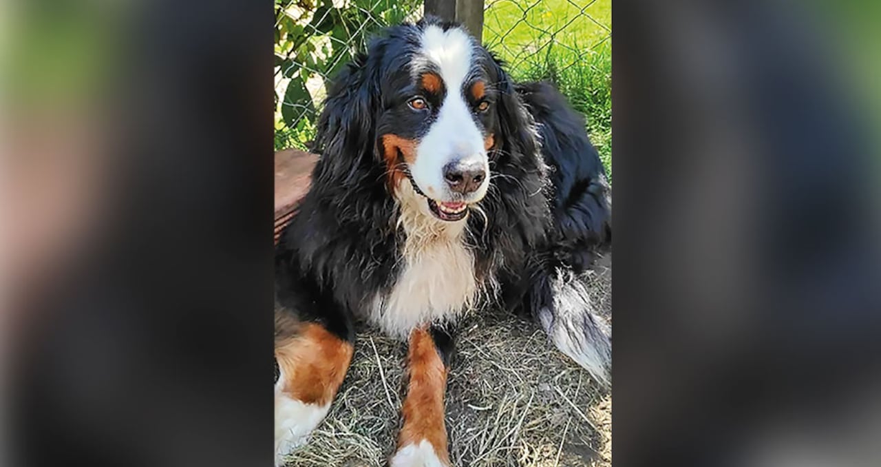 Por información que ayude a ubicar a Kiara, su dueño ofrece 5 millones de pesos. Dice que, si alguien la tiene en su poder, no habrá retaliaciones judiciales porque solo piensa en recuperarla.