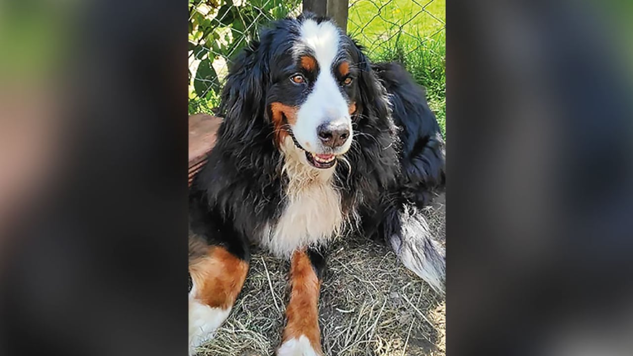 Por información que ayude a ubicar a Kiara, su dueño ofrece 5 millones de pesos. Dice que, si alguien la tiene en su poder, no habrá retaliaciones judiciales porque solo piensa en recuperarla.